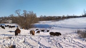 Зимний выпас эдильбаевских овец