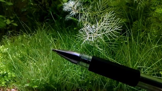 Хлороз аквариумных растений смотреть онлайн