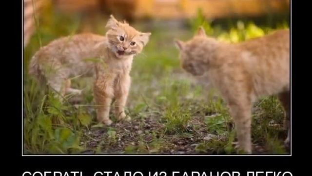Прикольные коты - лучшие демотиваторы! смотреть онлайн