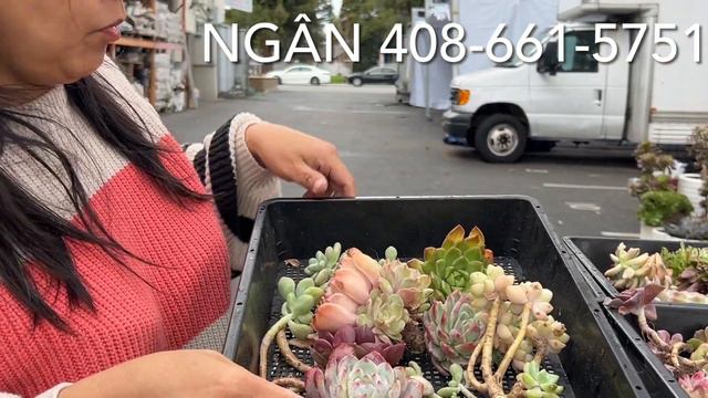 New Shipment Echeveria for sale, call Ngân 408-661-5751. смотреть онлайн