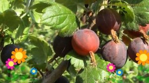 Крыжовник обыкновенный Казачок. Краткий обзор, описание характеристик ribes grossularia Kazachok