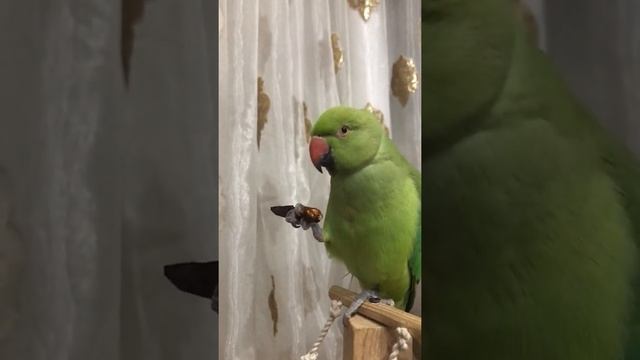 Ожереловый попугай Роки ест перец чили??#попугаи #чили #шок смотреть онлайн