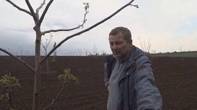 Как цветет грецкий орех. Тычиночные цветки. Прирост ореха "Песчанский"
