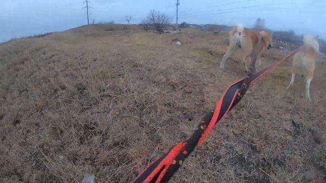 Куда меня ведут лайки?/Иду за собаками смотреть онлайн