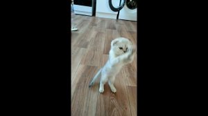 Необычные кошечки породы Скоттиш фолд