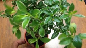 BONSAI Variegated Serissa