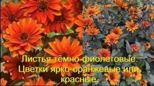 Цветы Гелиопсис