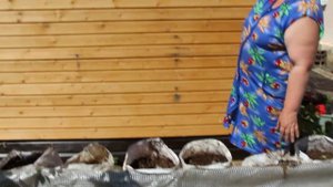 Огурцы.Посадка огурцов.Новый способ.