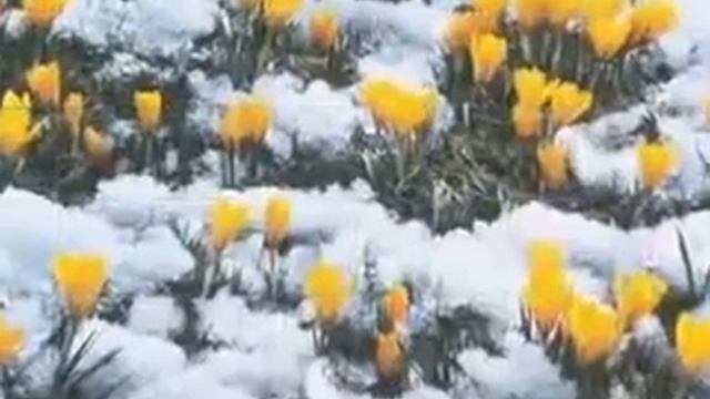 Рахманинов Весенние воды смотреть онлайн