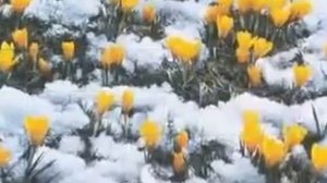 Рахманинов Весенние воды