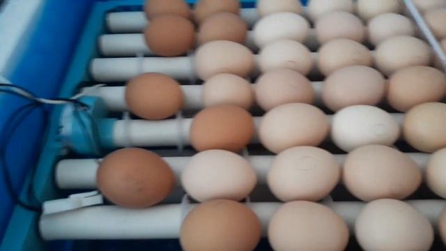 ИНКУБАТОР ПТИЧИЙ ДВОР работает, сезон открыт. смотреть онлайн