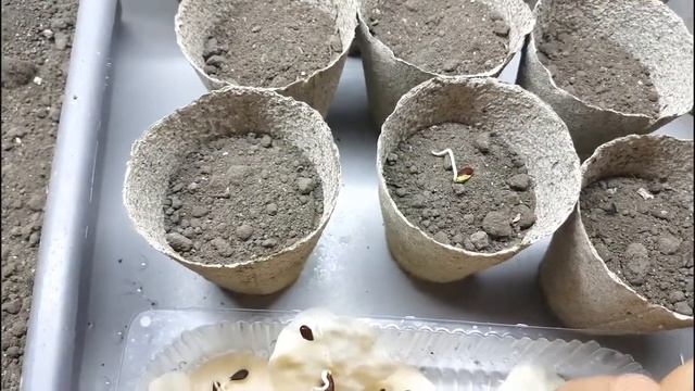 Как посадить яблоню из косточки.