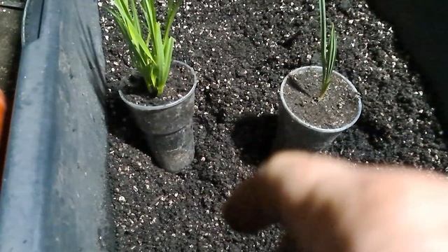 Как из косточки вырастить финики в домашних устовиях. смотреть онлайн