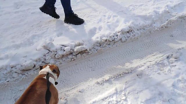 Знакомлю амстаффа с местной бандой собак смотреть онлайн