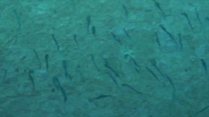 Maldives (Radisson Blu Resort)