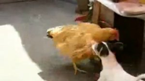 Курица изменяет петуху