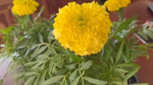 НЕПРИХОТЛИВЫЙ КРАСАВЕЦ