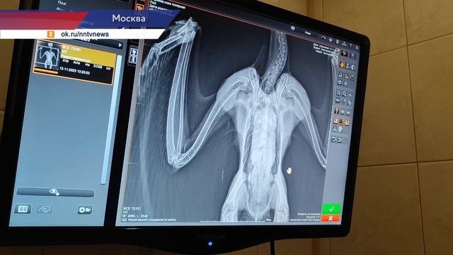 Найденная в Шахунье полярная сова Варюшка отправится жить в Санкт-Петербург