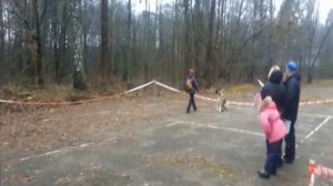 Дрессировка. Американская акита Хэнк. ОКД