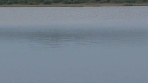 Птица нырок большая поганка. Стрекоза. Водохранилище. Давыдовка 12.09.2022 ч.2