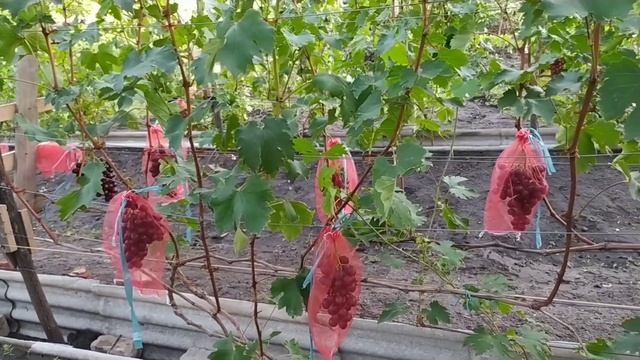 Виноград. НиЗина. Вкус вишни. смотреть онлайн