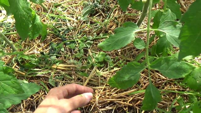 жители карбанатной теплицы смотреть онлайн