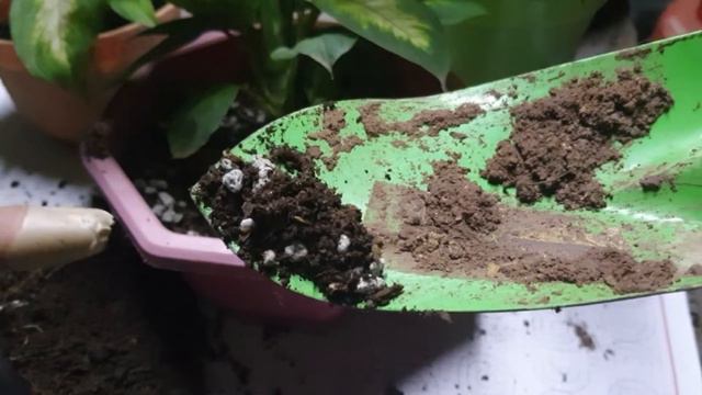 Marian Care Tips #mariancare #marian #hntvbaguio #dieffenbachia #dumbcanecare #indoorplantcare