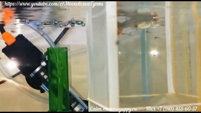 GUPPY KOI RED TUXEDO смотреть онлайн