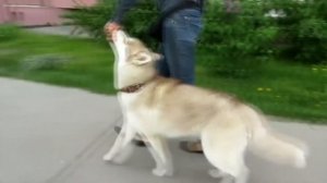 Самые интересные факты о Сибирском Хаски