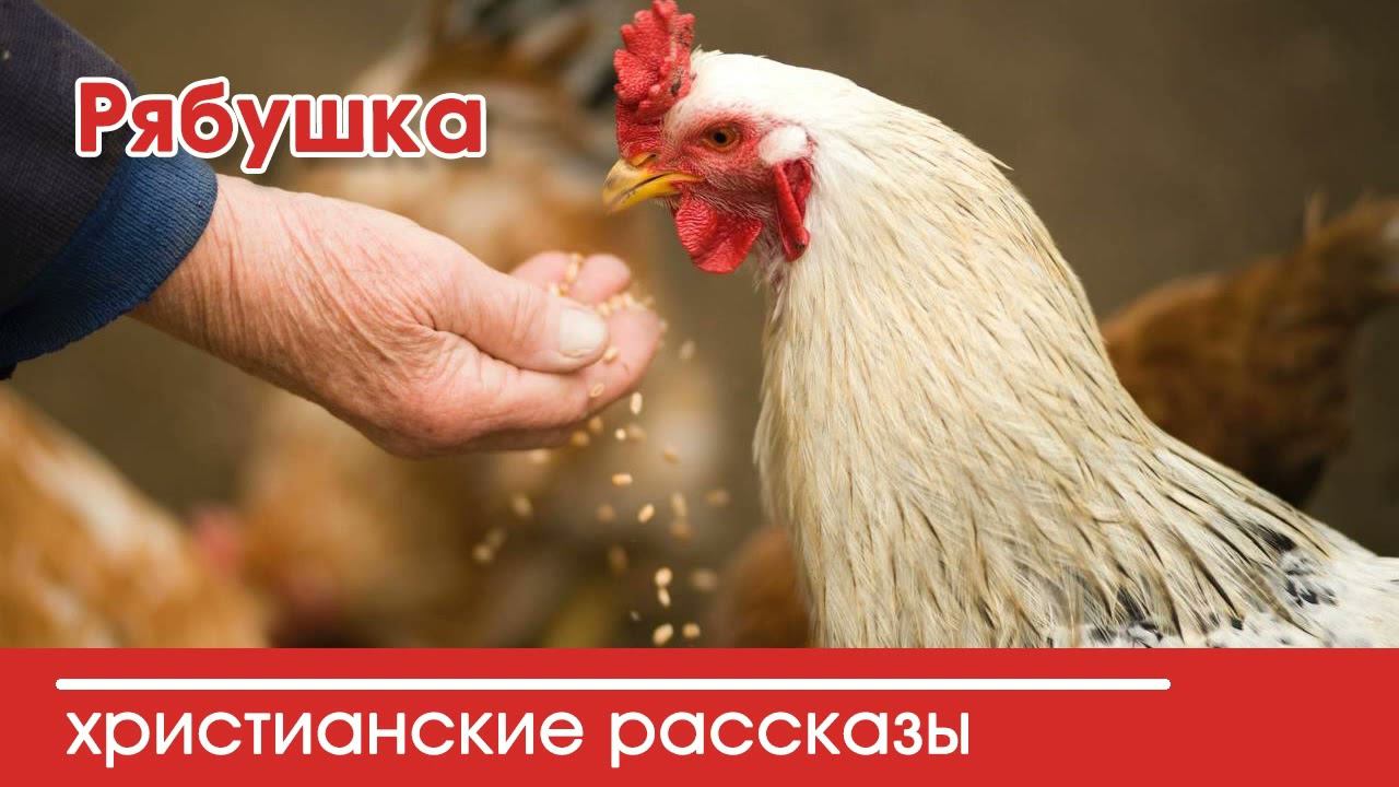 Рябушка - ИНТЕРЕСНЫЙ ХРИСТИАНСКИЙ РАССКАЗ | Христианские рассказы