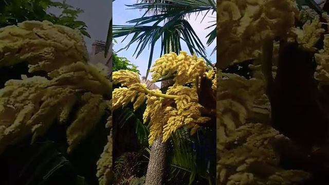 👨 Male flowers of Windmill Palm tree 🌴