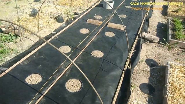 Выращиваем арбузы.Готовим грядку под посадку арбузов. смотреть онлайн