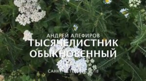 Тысячелистник обыкновенный, Алефиров А.Н.