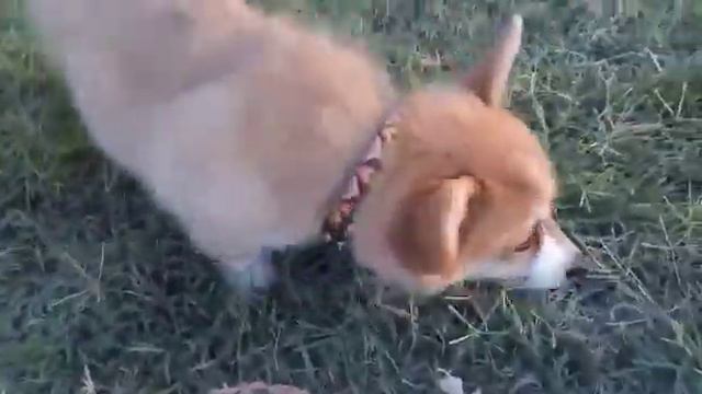 Прогулка в парке смотреть онлайн