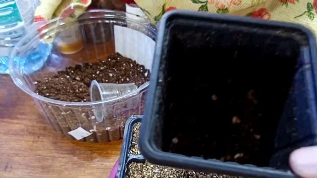 Укоренение в вермикулите. Пересадка черенка. смотреть онлайн