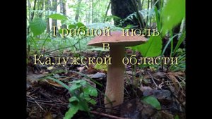 Грибной июль в Калужской области