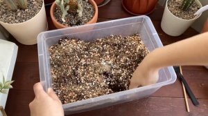 Бюджетный грунт для суккулентов. Мой вариант