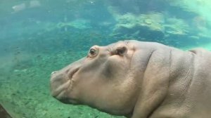 Бегемот в бассейне