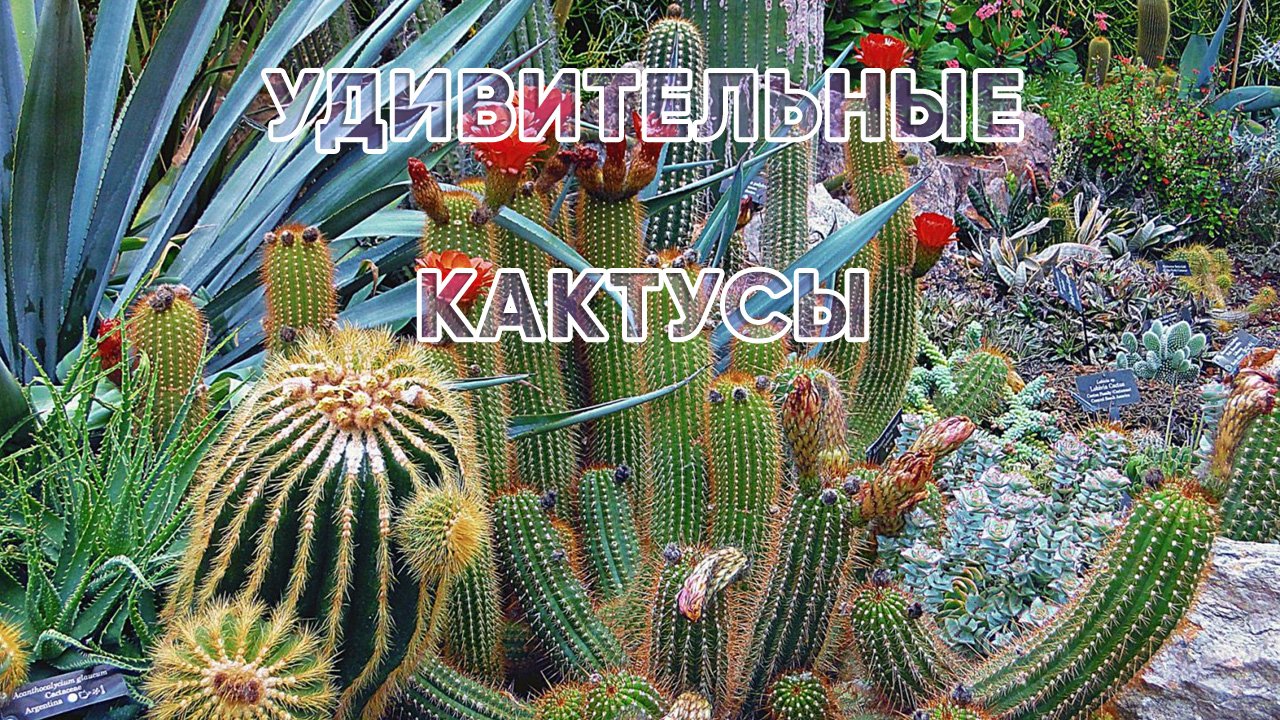 Удивительные кактусы