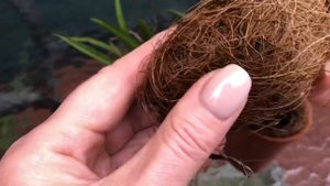 Толумния и как я ухаживаю за орхидеей. Tolumnia Golden sunset. Условия для выращивания, полив,свет.