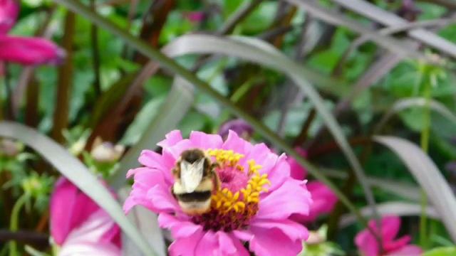 #Красота_лета#цветы#релаксация# смотреть онлайн