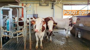 Робот дояр на ферме кооператива Сырные Истории.