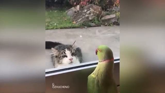 Видео_про_кошек_и_собак_Приколы .