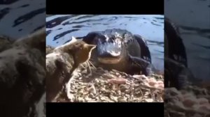 СТРАШНЕЕ КОШКИ ЗВЕРЯ НЕТ