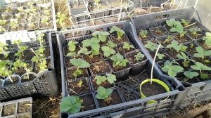 Ремонтантные  и НСД сорта клубники// Ягодный Огород