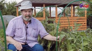 УРОЖАЙНЫЙ И ВКУСНЫЙ БАКЛАЖАН АНДРЮША F1