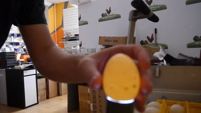 Овоскопирование индюшиных яиц