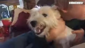 073  Смешной Злой лай собак и Рычание!