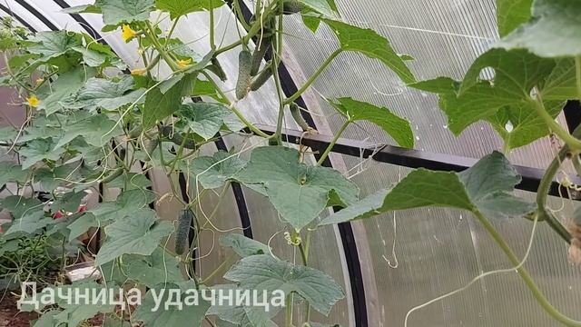 От этого появляется ростковая муха. Осторожно, не делайте ошибок! смотреть онлайн