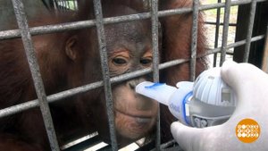 В мире. Орангутаны в опасности. Доброе утро. Фрагмент выпуска от 04.10.201